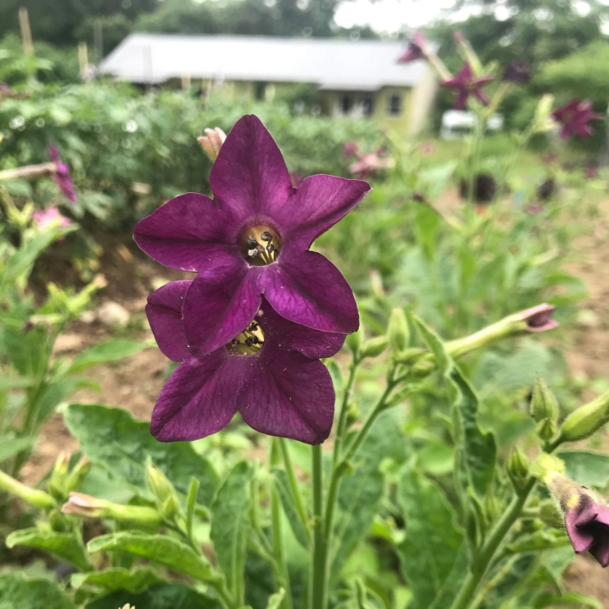 Purple Nicotiana flower seedlings from Hudson Valley Seed Co. showcasing vibrant purple blooms and lush green foliage.