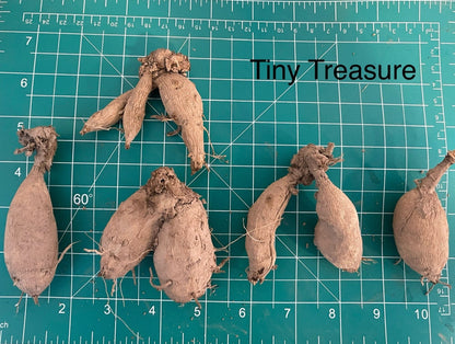 Tiny Treasure Dahlia Tuber from Hudson Valley Seed Co. with vibrant, colorful flower buds ready to bloom.