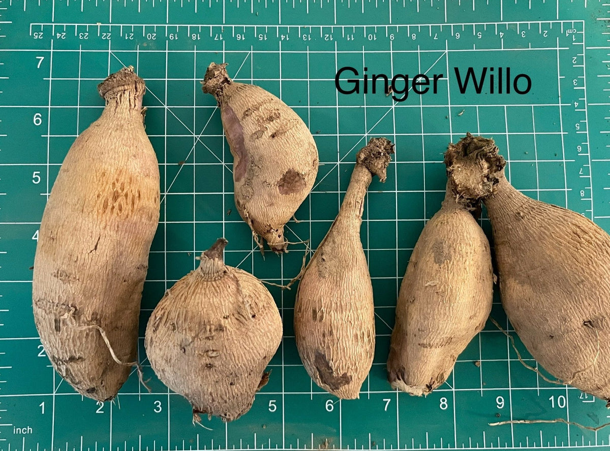 Ginger Willo Dahlia tuber from Hudson Valley Seed Co., fresh and healthy flower bulb for gardening.