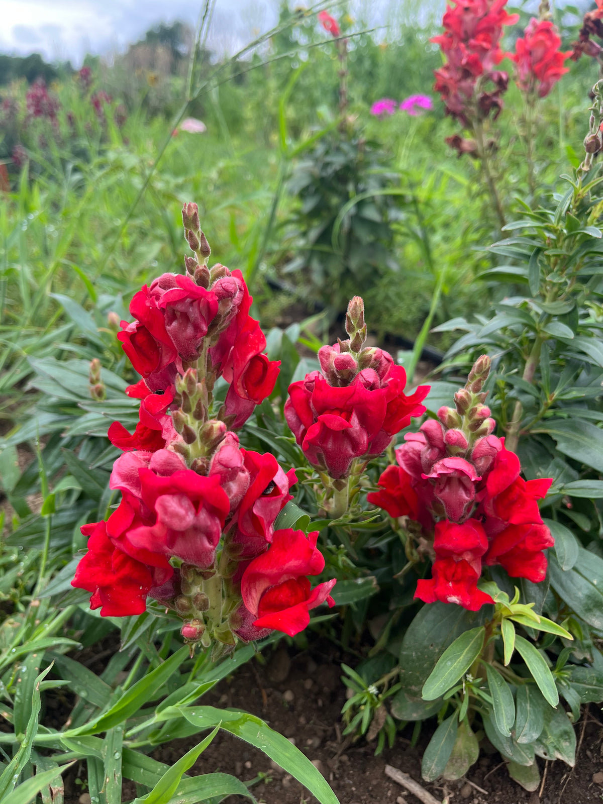 Close-up of vibrant Defiance Snapdragon flowers in full bloom, showcasing bright pink petals and green foliage, by Hudson Valley Seed Co.