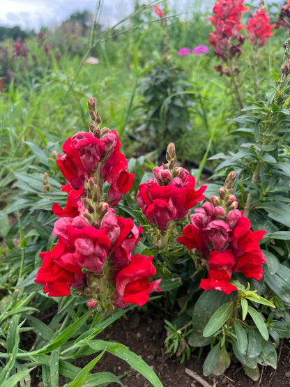 Close-up of vibrant Defiance Snapdragon flowers in full bloom, showcasing bright pink petals and green foliage, by Hudson Valley Seed Co.