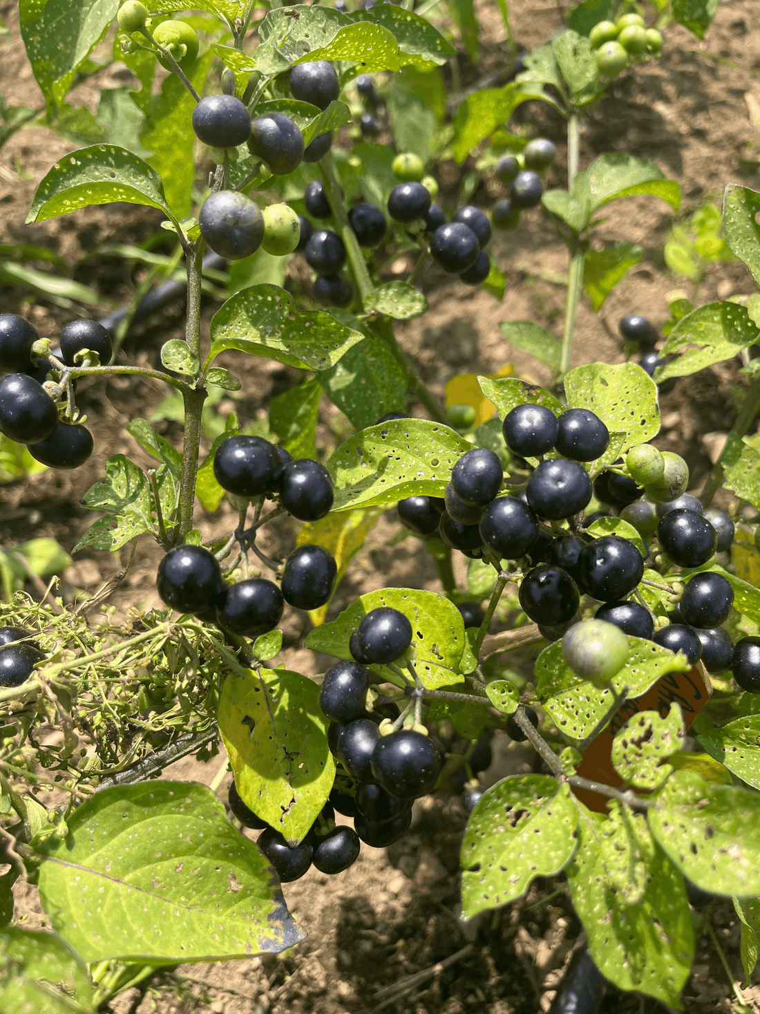 Garden Huckleberry vegetable from Hudson Valley Seed Co. with ripe berries and lush green leaves in a garden setting.