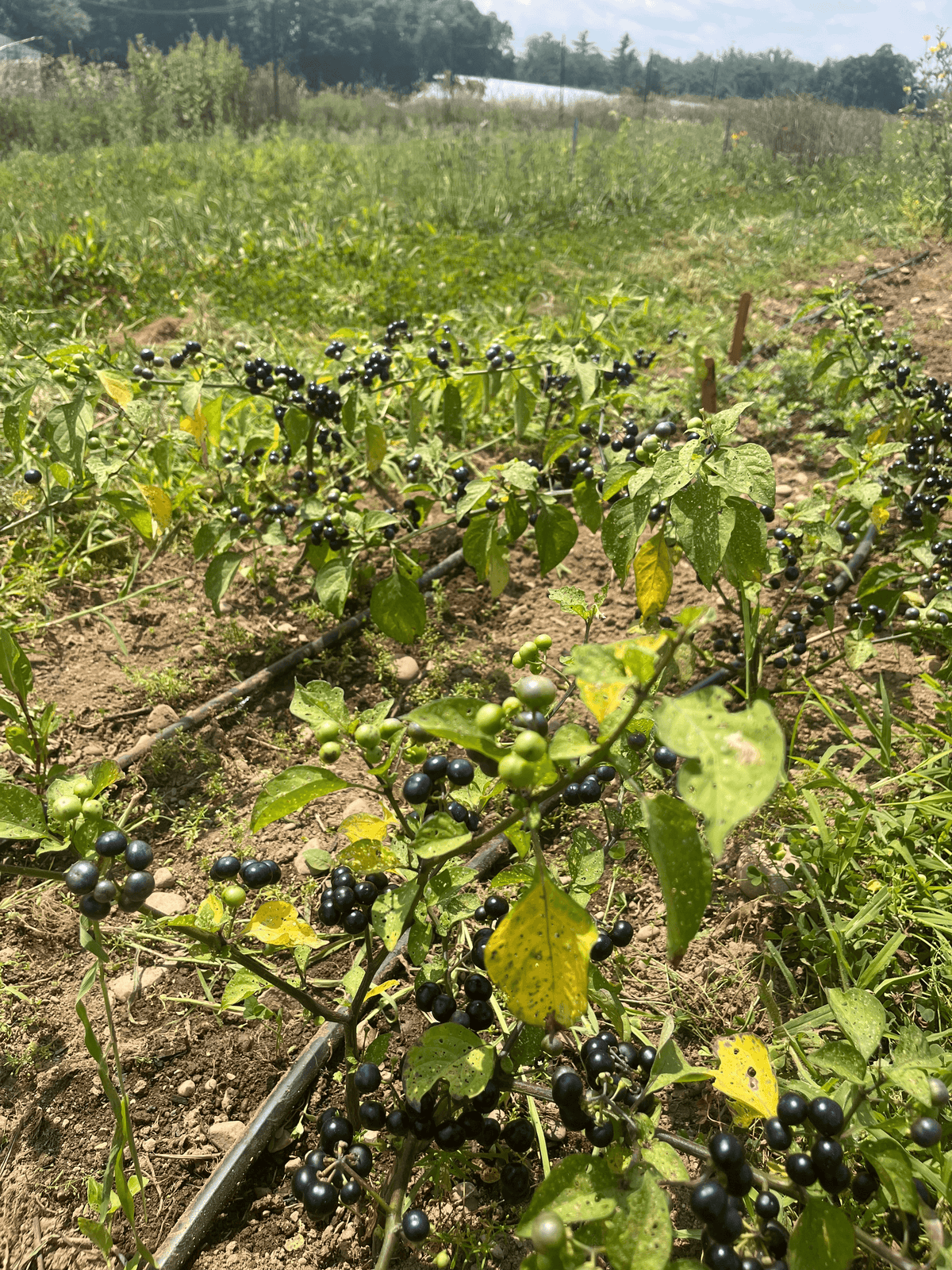 Fresh garden huckleberry vegetable from Hudson Valley Seed Co., showing ripe berries and lush green foliage.