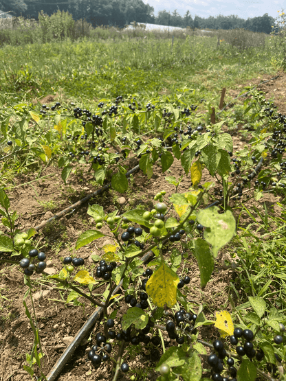 Fresh garden huckleberry vegetable from Hudson Valley Seed Co., showing ripe berries and lush green foliage.