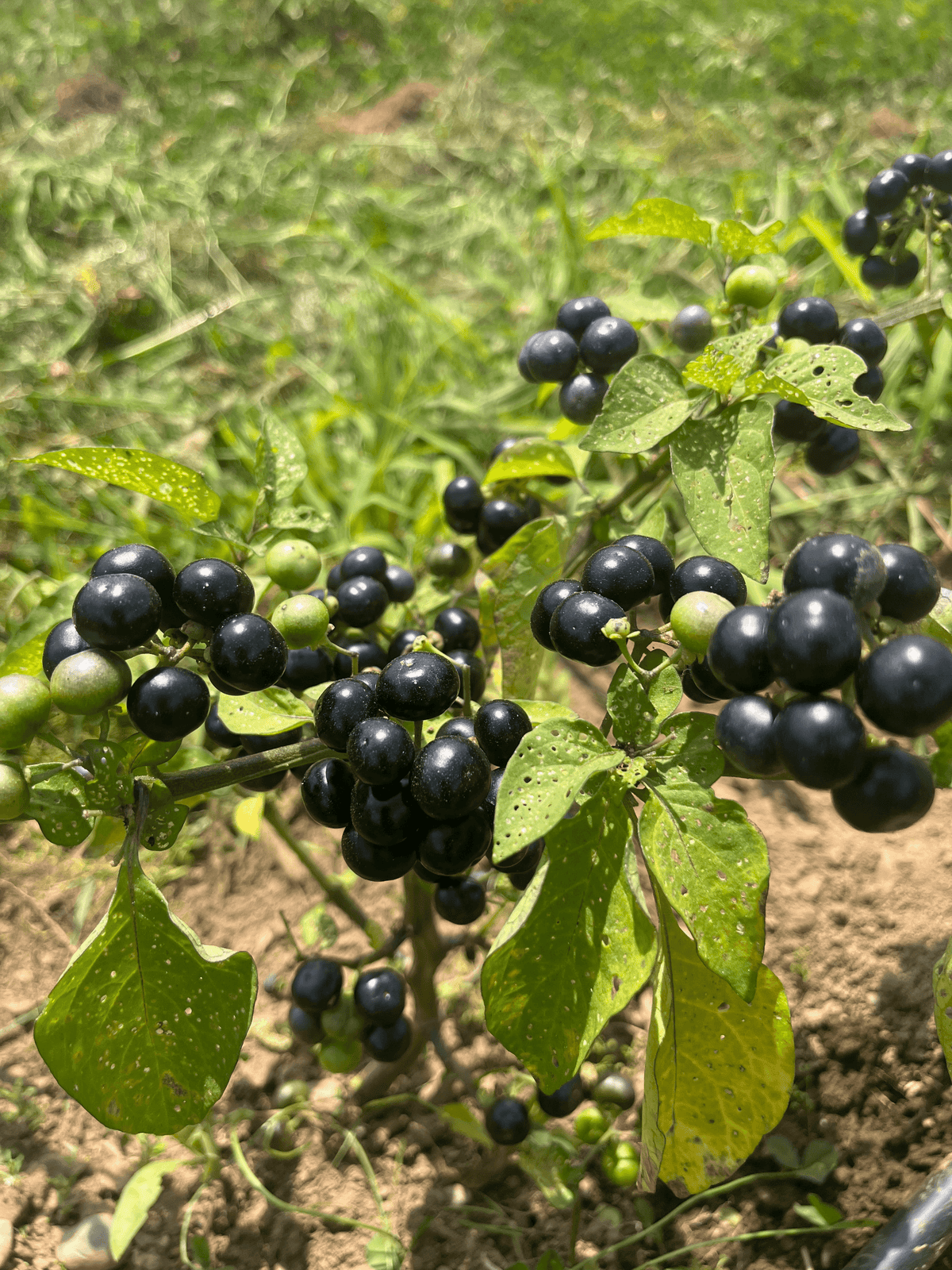 Garden Huckleberry vegetable plant from Hudson Valley Seed Co., showing lush green leaves and small fruit buds.