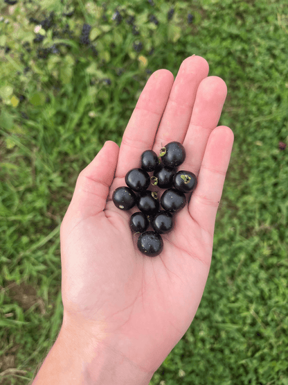 Fresh garden huckleberry vegetable from Hudson Valley Seed Co., showing ripe berries and lush green leaves.
