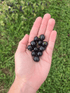 Fresh garden huckleberry vegetable from Hudson Valley Seed Co., showing ripe berries and lush green leaves.