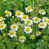 Fresh German Chamomile flowers from Hudson Valley Seed Co., showcasing bright yellow blooms and delicate white petals.