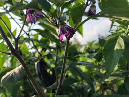 Golden honey peppers from Pippin&
