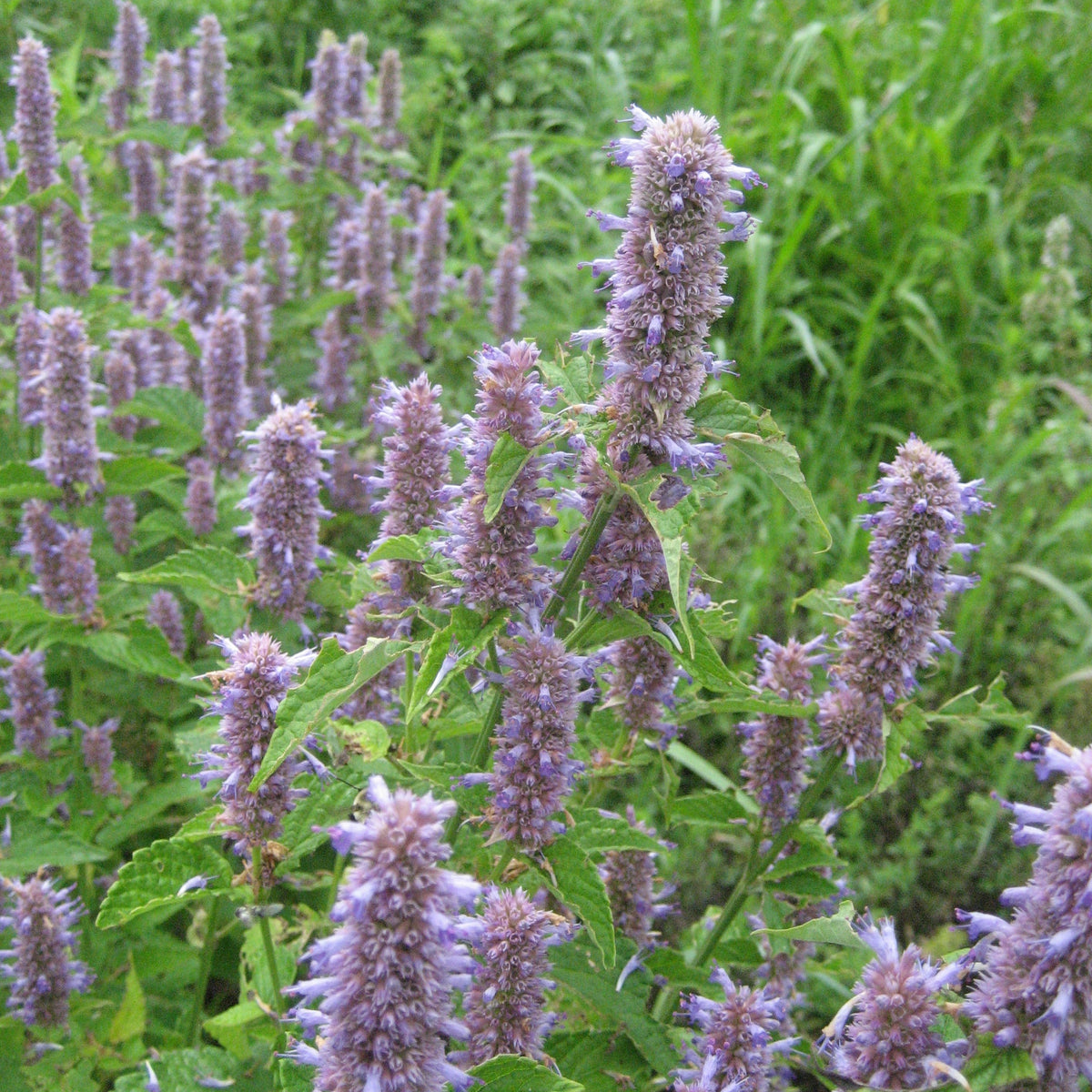 Fresh Anise Hyssop herb plant from Hudson Valley Seed Co. with vibrant green leaves and tall flowering stems.