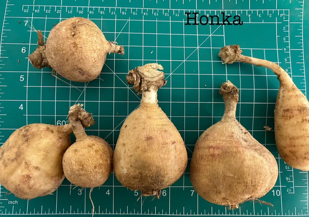 Honka Dahlia flower tuber from Hudson Valley Seed Co. showcasing the vibrant, healthy tuber with roots and soil.