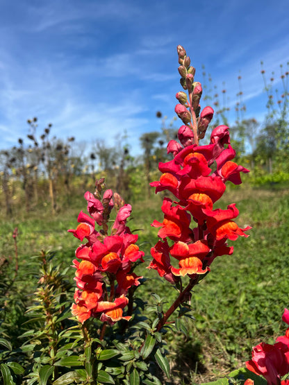Bright yellow Defiance Snapdragon flowers by Hudson Valley Seed Co. showcasing vibrant, tall blooms with ruffled petals.
