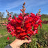 Bright pink and purple Defiance Snapdragon flowers by Hudson Valley Seed Co. in full bloom, showcasing vibrant petals and green foliage.