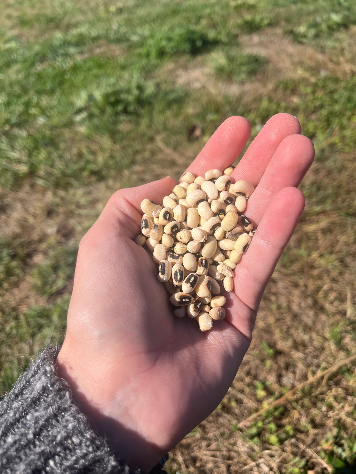 Fresh California Blackeye Peas, vibrant vegetables from Hudson Valley Seed Co. shown in a close-up image.