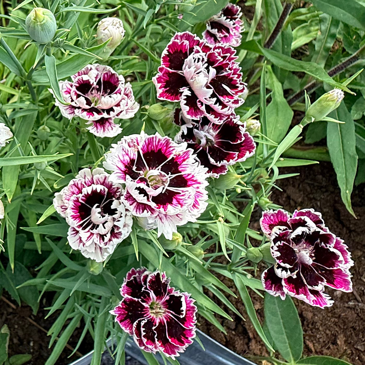 Velvet and lace Dianthus flowers, vibrant pink blooms with ruffled petals, grown by Hudson Valley Seed Co.