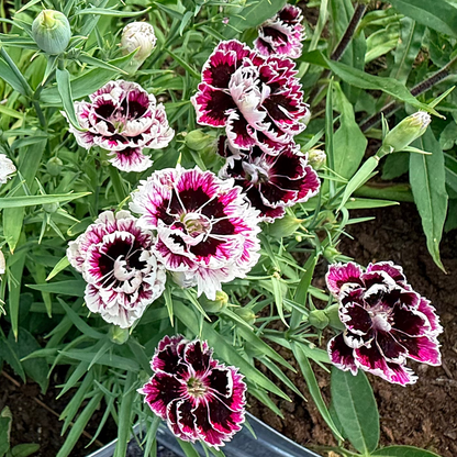 Velvet and lace Dianthus flowers, vibrant pink blooms with ruffled petals, grown by Hudson Valley Seed Co.