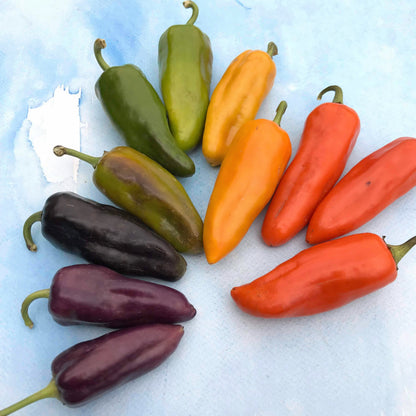 Golden Honey Pepper vegetable from Hudson Valley Seed Co., vibrant yellow-orange pepper with glossy skin and green stem.