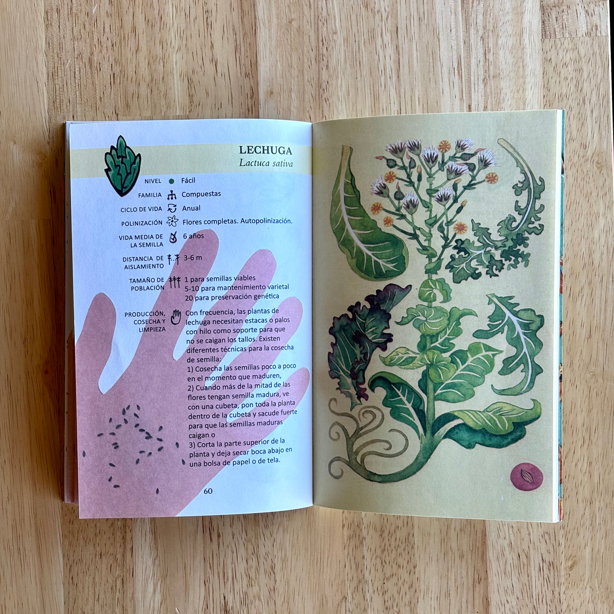 Open page of the Spanish Seed Saving Manual by Semillas Para Todos, showing detailed seed collection and preservation tips.