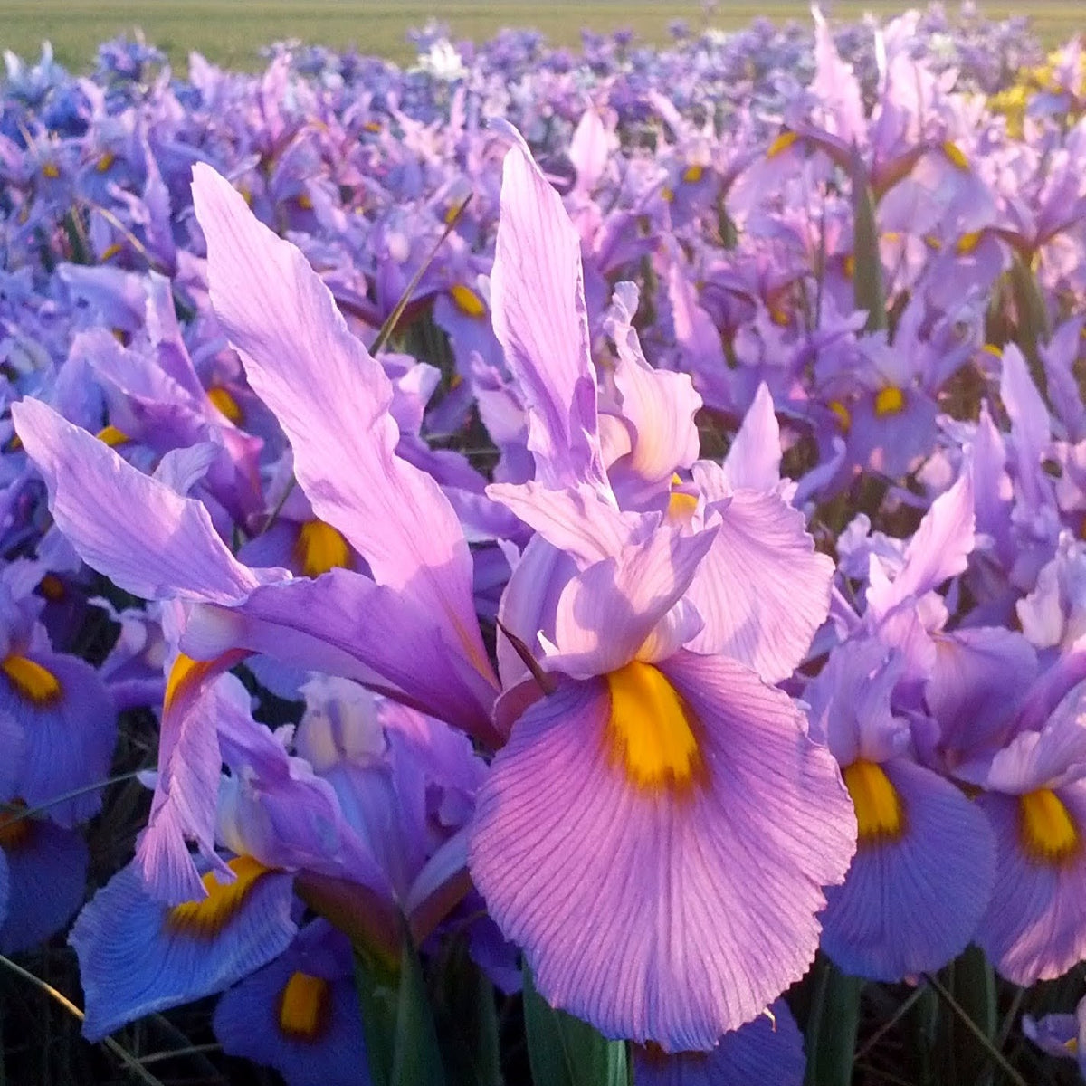 Pink Dutch Iris &