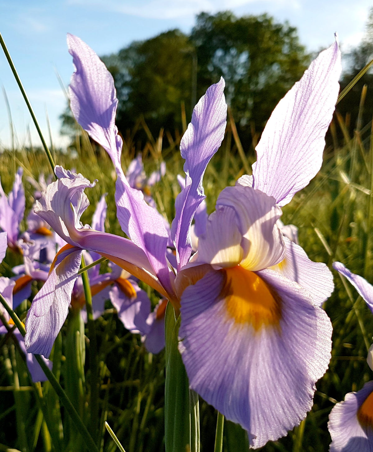 Pink Dutch Iris &