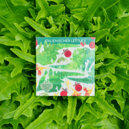 Fresh Italienischer Lettuce vegetable from Hudson Valley Seed Co., showcasing crisp, leafy green lettuce on a white background.