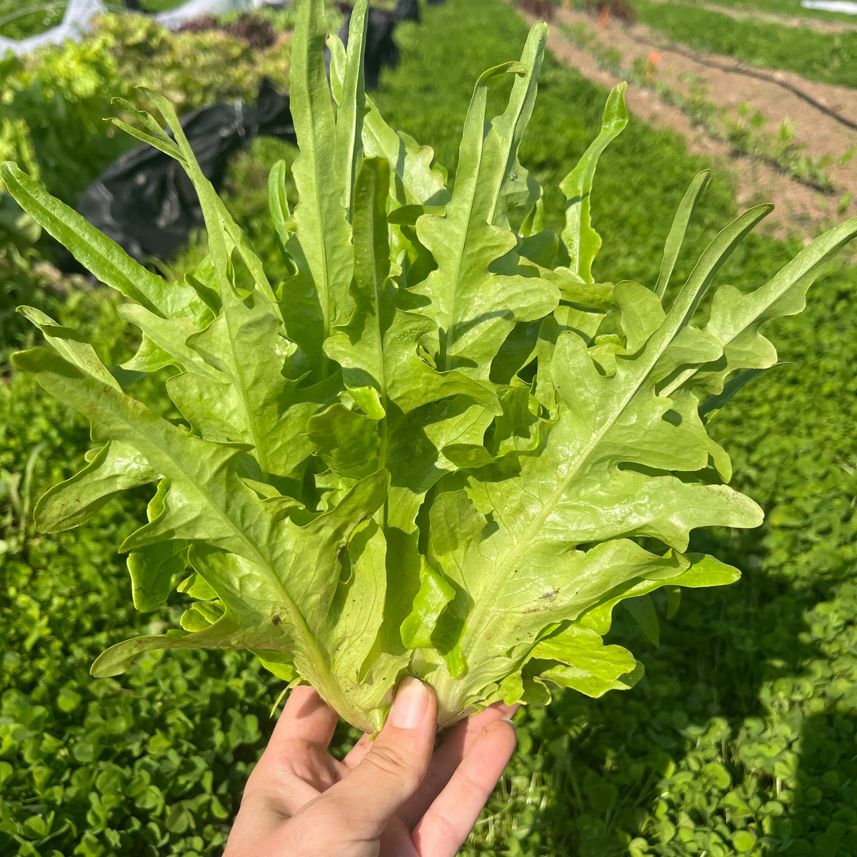 Fresh Italienischer lettuce vegetable from Hudson Valley Seed Co. with vibrant green leaves and crisp texture.