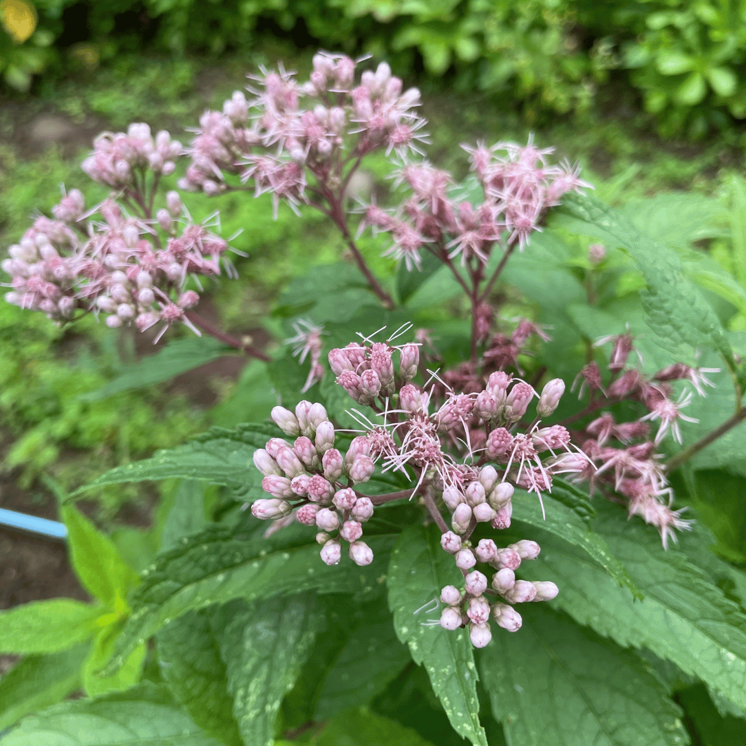 Spotted Joe Pye Weed flower from Hudson Valley Seed Co., showcasing tall stems with clusters of purple-pink blossoms.