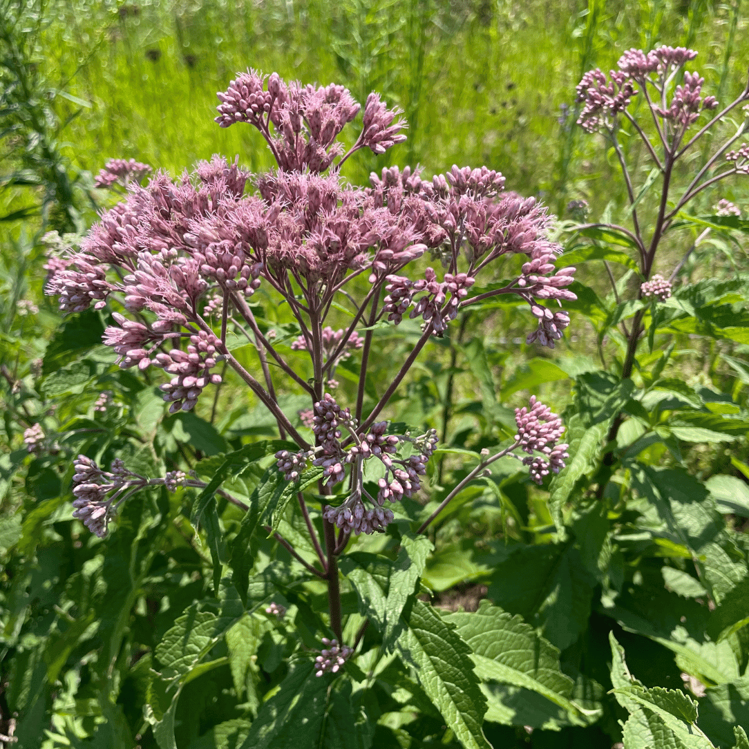 Joe Pye Weed (spotted) - PollinateHV Local Ecotype Seedling