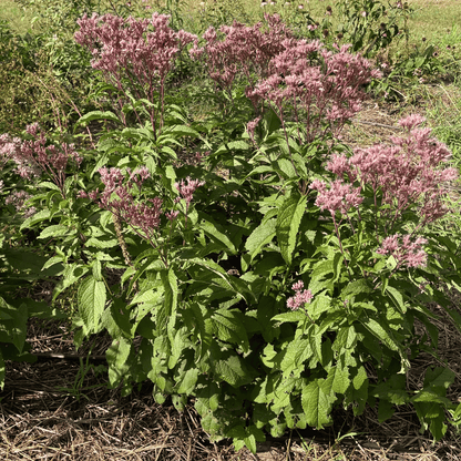 Spotted Joe Pye Weed flower from Hudson Valley Seed Co. with tall, vibrant purple blooms and green foliage.