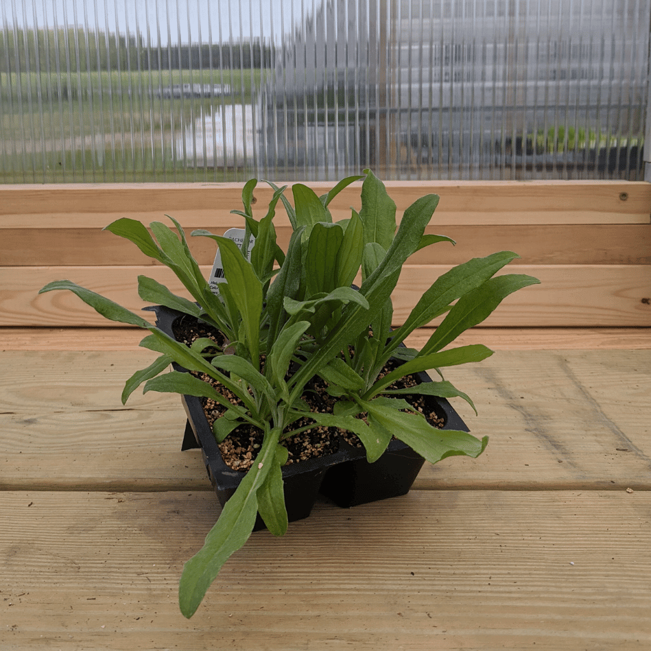 Young Jubilee Gem Bachelor Buttons flower seedling from Hudson Valley Seed Co., showing vibrant green foliage and developing flower buds.