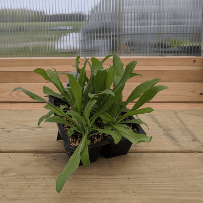 Young Jubilee Gem Bachelor Buttons flower seedling from Hudson Valley Seed Co., showing vibrant green foliage and developing flower buds.
