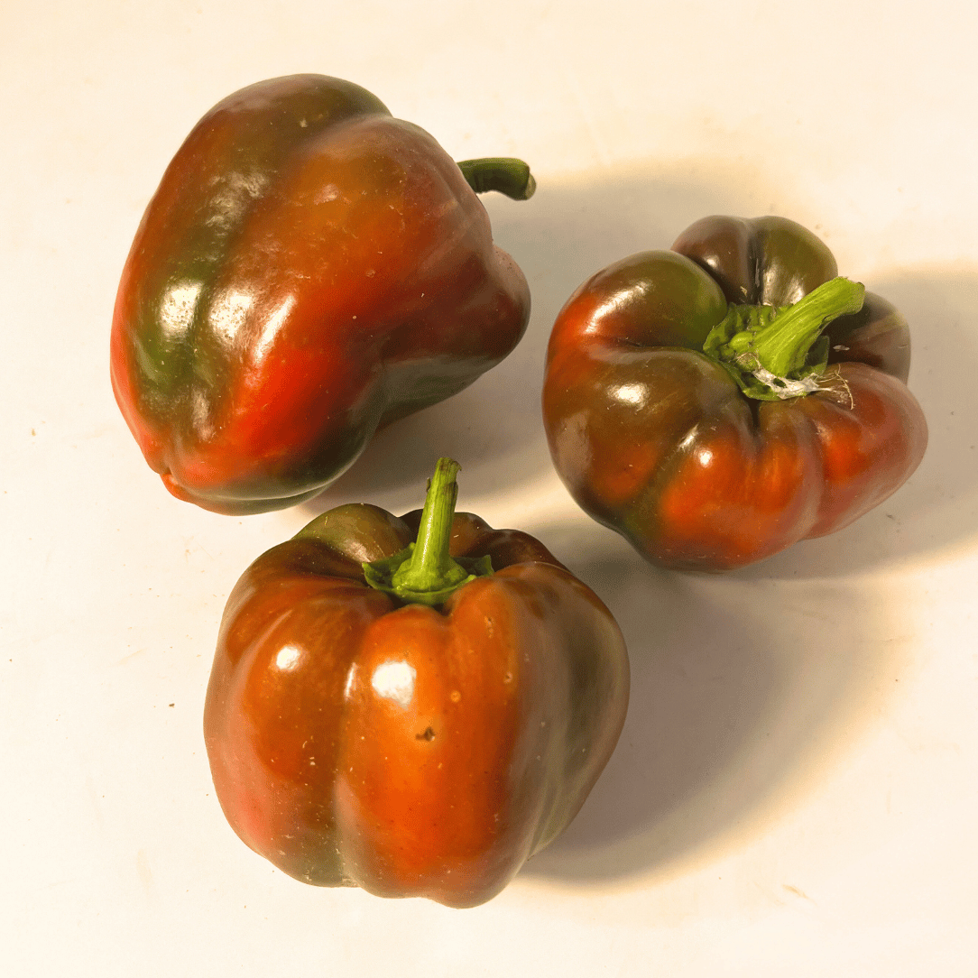 Large Keystone Giant Pepper from Hudson Valley Seed Co., vibrant green vegetable with a glossy skin and sturdy stem.