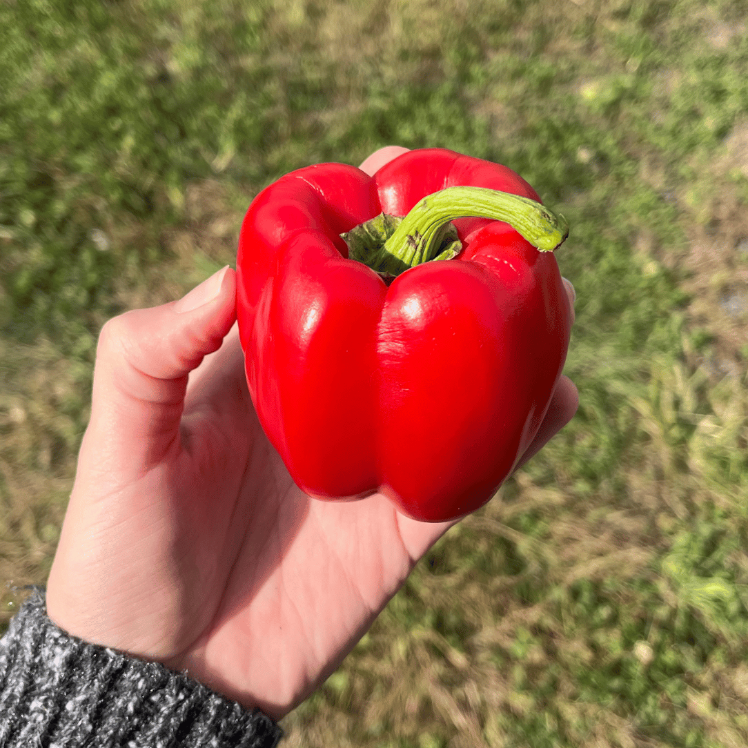Bright green Keystone Giant Pepper from Hudson Valley Seed Co. shown on a white background, highlighting its large, smooth vegetable shape.