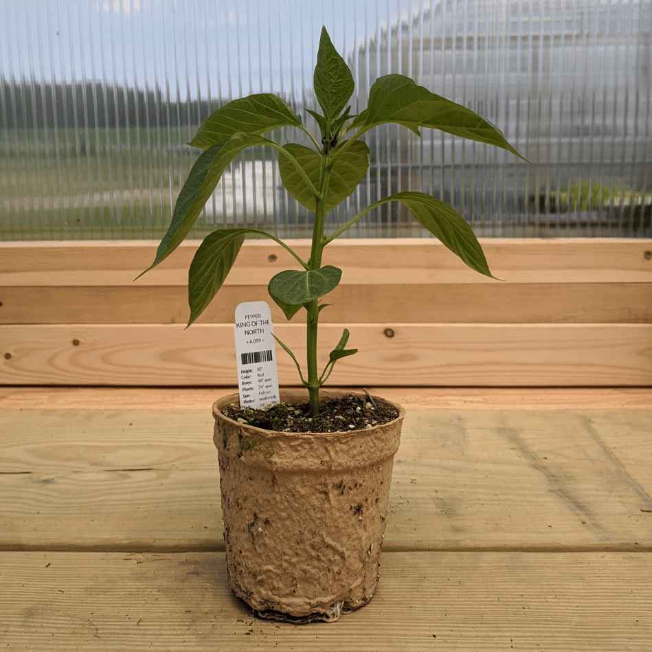 Healthy King of the North pepper seedling from Hudson Valley Seed Co., with vibrant green leaves and sturdy stem.