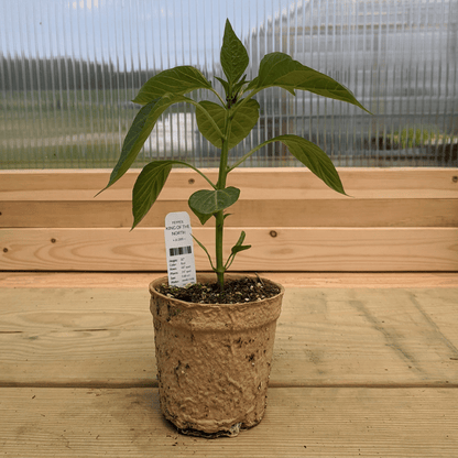 Healthy King of the North pepper seedling from Hudson Valley Seed Co., with vibrant green leaves and sturdy stem.