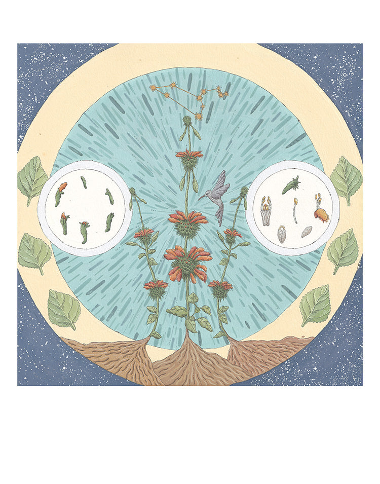 Fine art print of Klip Dagga by Hudson Valley Seed Co., featuring vibrant botanical artwork on high-quality paper.