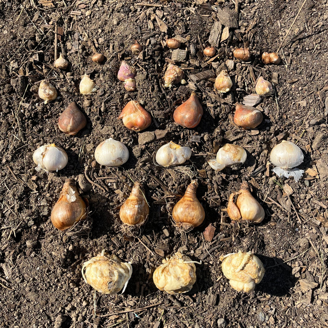 Event Lasagna Bulb Planting event with participants planting colorful bulbs in a garden setting.