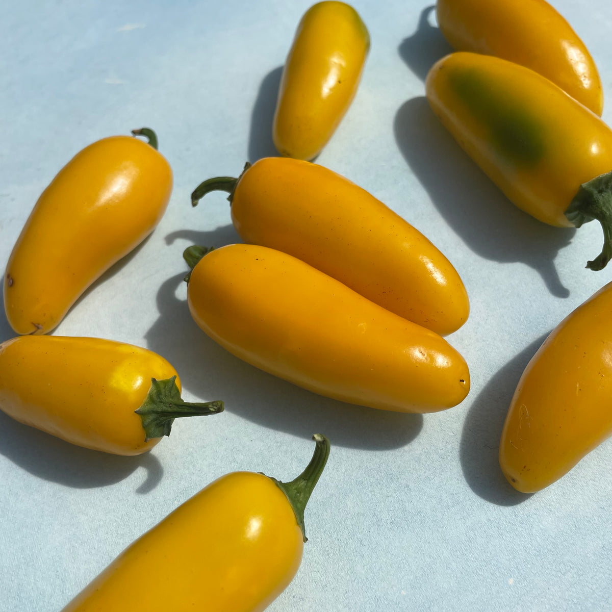 Fresh Lemon Spice Jalapeño pepper from Hudson Valley Seed Co., vibrant yellow-green vegetable with spicy, citrusy flavor.