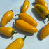 Fresh Lemon Spice Jalapeño pepper from Hudson Valley Seed Co., vibrant yellow-green vegetable with spicy, citrusy flavor.