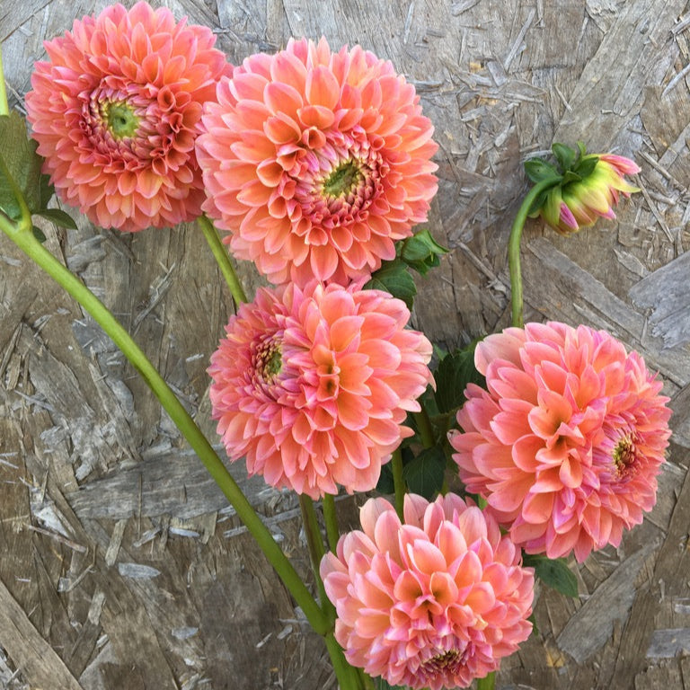 Close-up of Linda&