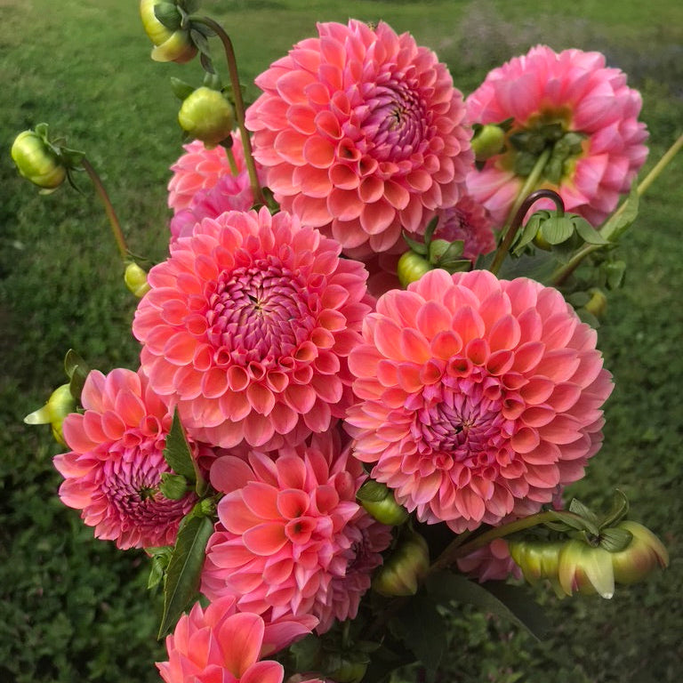 Bright pink Linda&