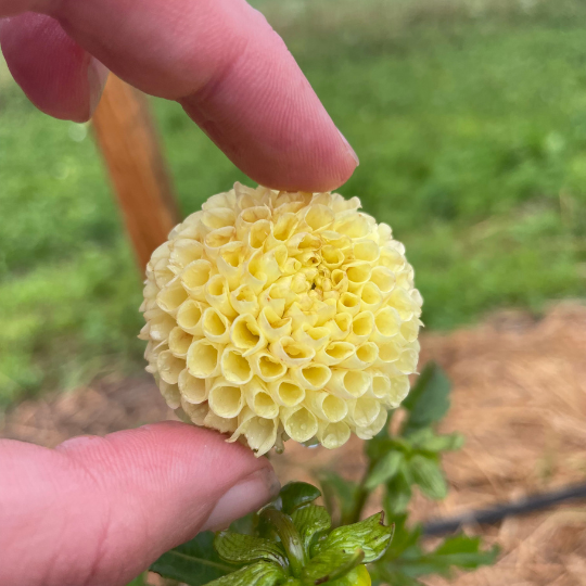 Bright pink Little Scottie Dahlia flower tuber from Hudson Valley Seed Co. showcasing vibrant blooms and lush foliage.