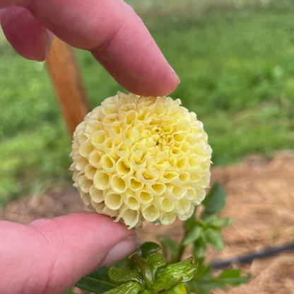 Bright pink Little Scottie Dahlia flower tuber from Hudson Valley Seed Co. showcasing vibrant blooms and lush foliage.
