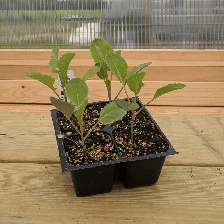 Young Long Island Improved Brussels Sprouts seedling growing in soil, vegetable plant ready for planting.