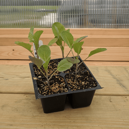 Young Long Island Improved Brussels Sprouts seedling growing in soil, vegetable plant ready for planting.