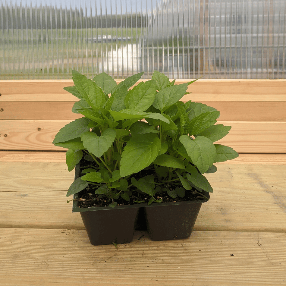 Young Mad Dog Skullcap herb seedling from Hudson Valley Seed Co. thriving in soil, ready to grow into a mature plant.
