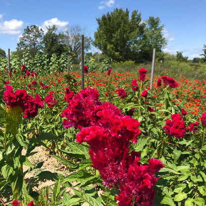 Bright magenta Mammoth Celosia flower seedlings by Hudson Valley Seed Co. with lush green foliage and vibrant blooms.