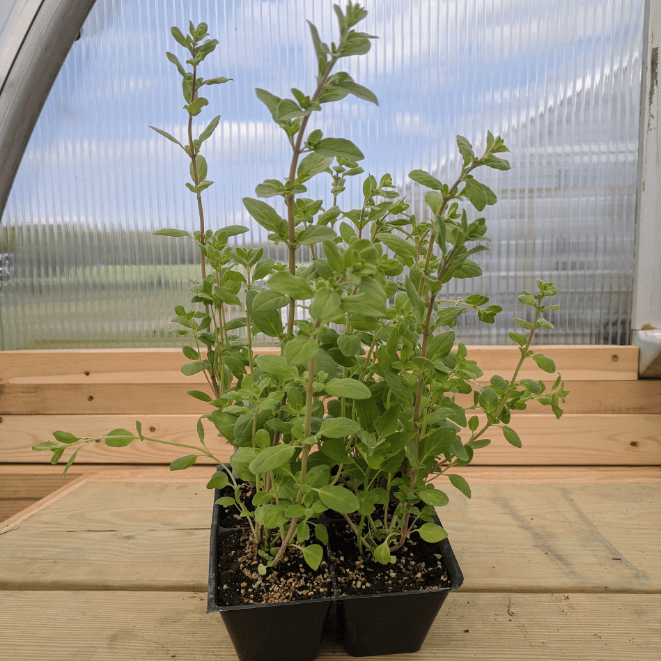 Fresh Marjoram herb seedling from Hudson Valley Seed Co., showing green, healthy leaves ready for planting.