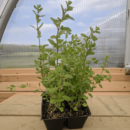 Fresh Marjoram herb seedling from Hudson Valley Seed Co., showing green, healthy leaves ready for planting.