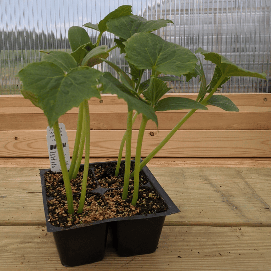 Healthy Marketmore 76 cucumber seedling from Hudson Valley Seed Co. with vibrant green leaves and sturdy stems.